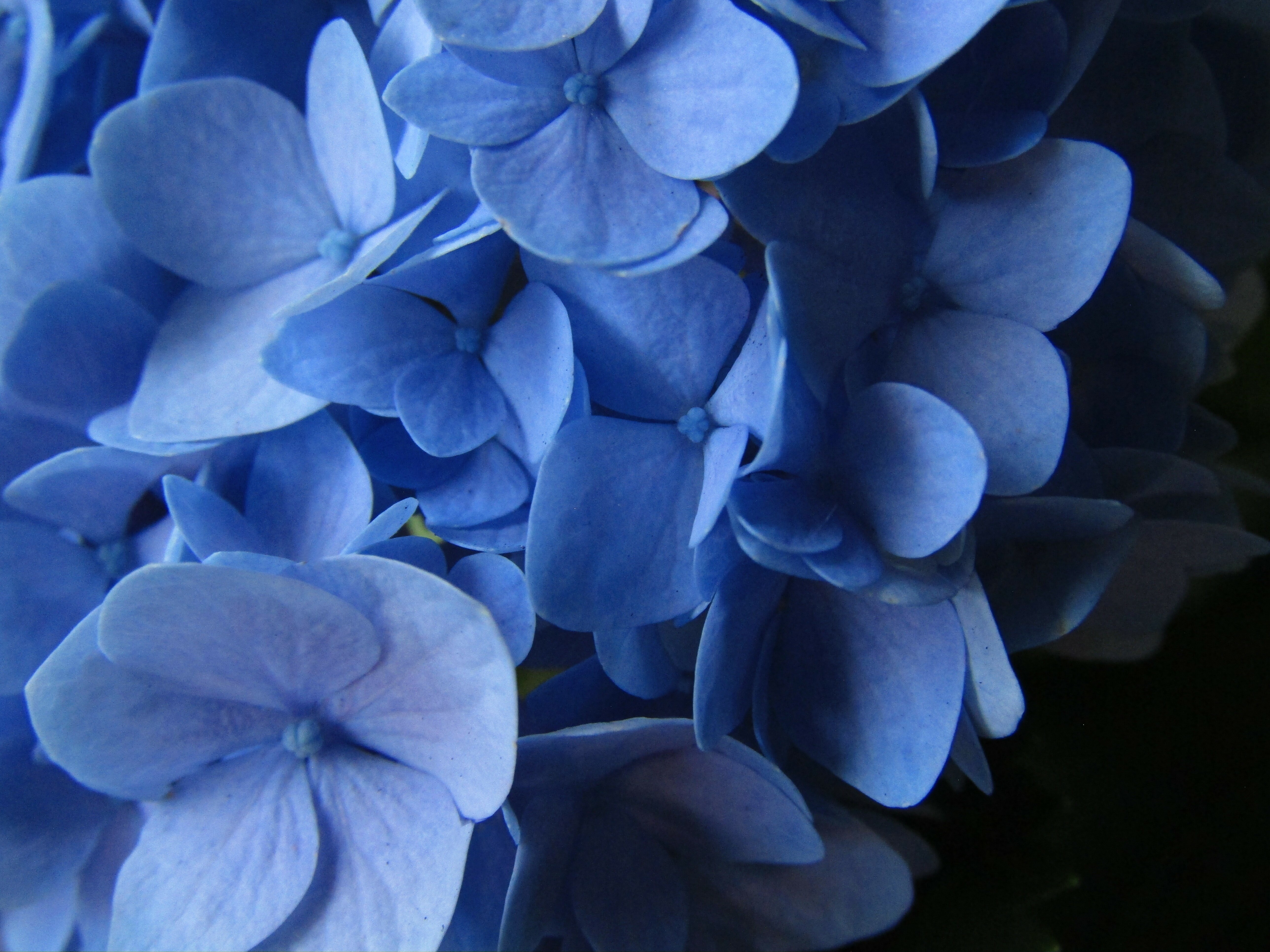 Blue flower hydrangea closeup macro by Demasc1