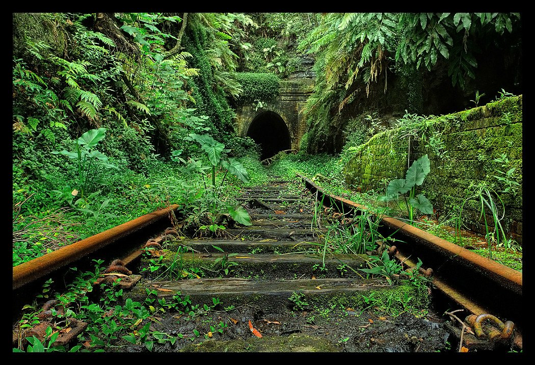Overgrown vegetation surrounds an abandoned railway leading into a dark tunnel entrance, highlighting the man-made structure slowly reclaimed by nature.