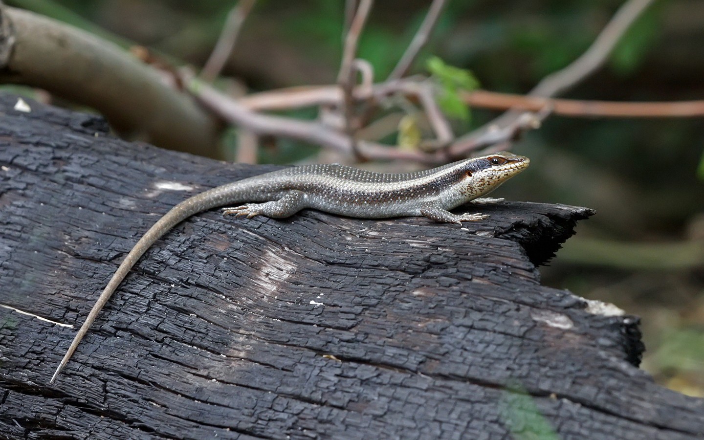 African striped skink - Image Abyss