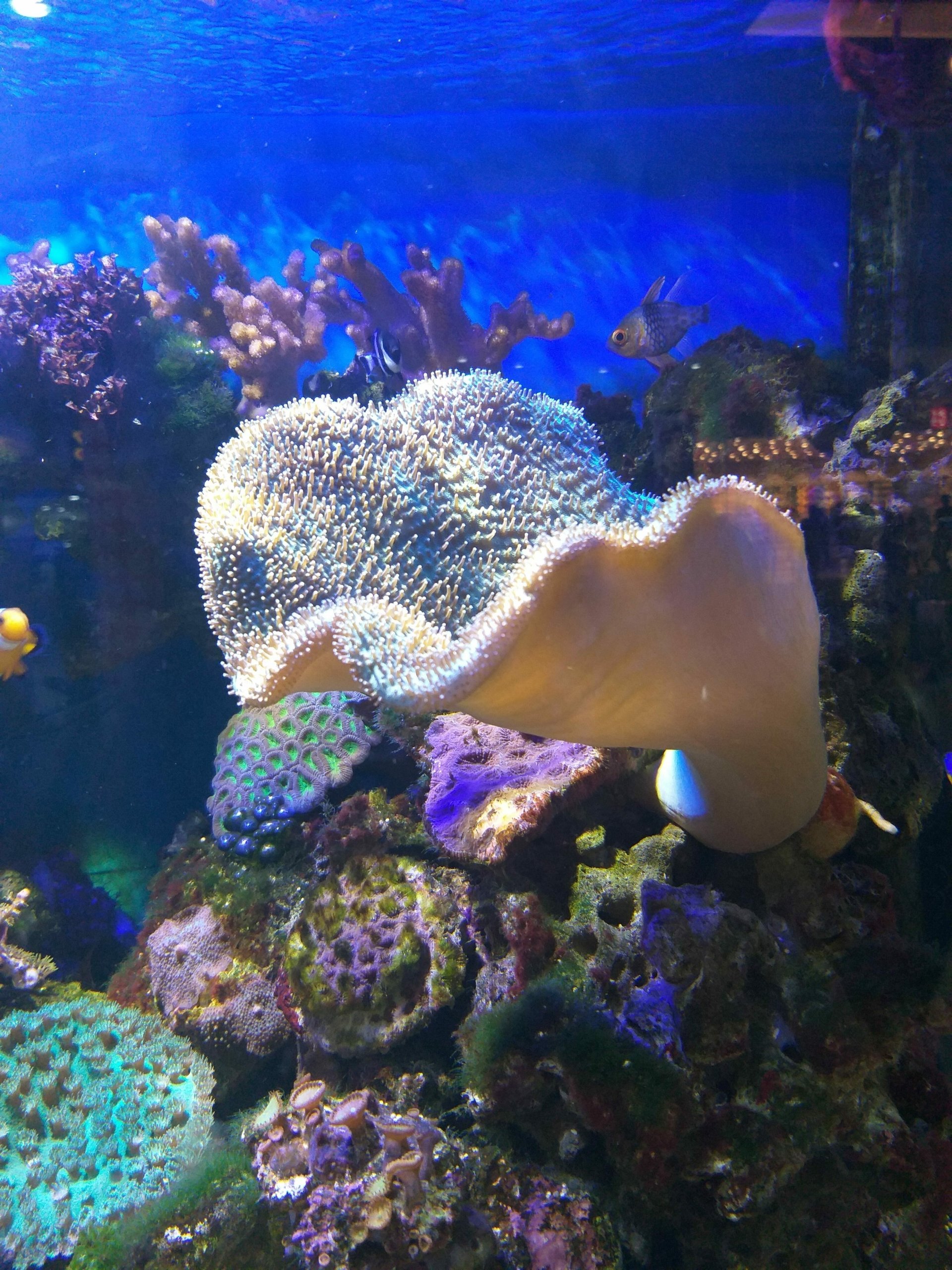  Underwater Creatures