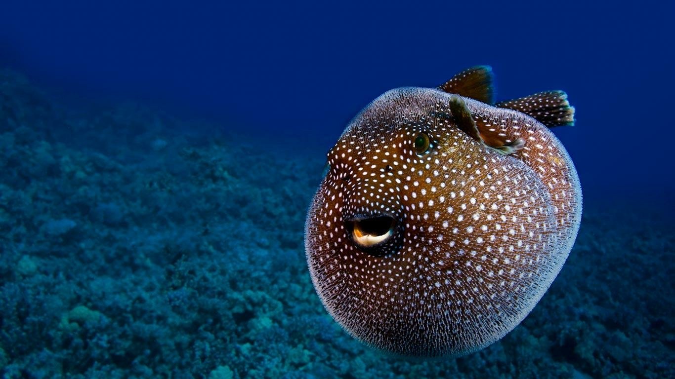 Pufferfish - Desktop Wallpapers, Phone Wallpaper, PFP, Gifs, and More!