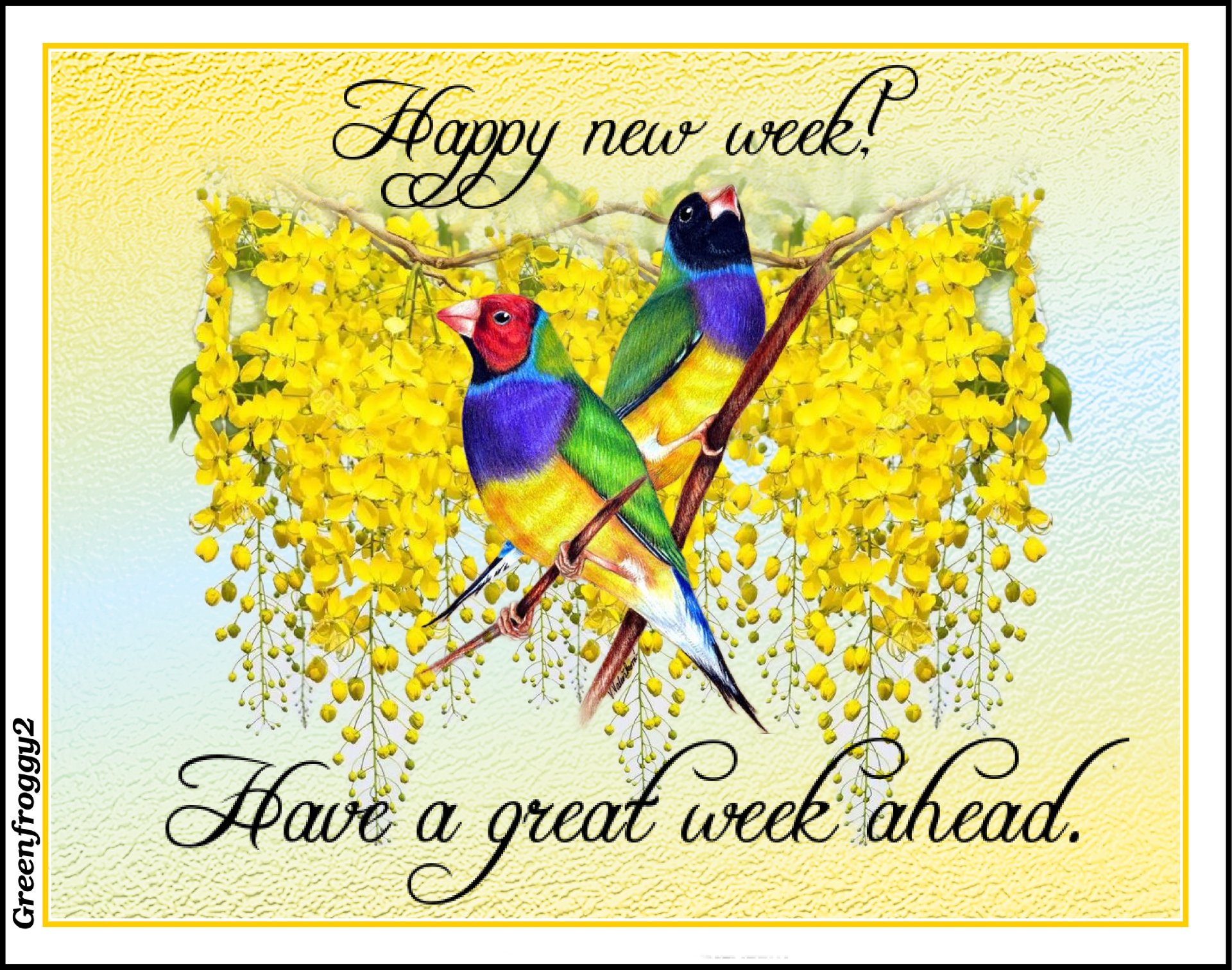 Misc comment — Two colorful finches perch on a branch framed by cascading yellow blossoms; script reads, Happy new week! Have a great week ahead.