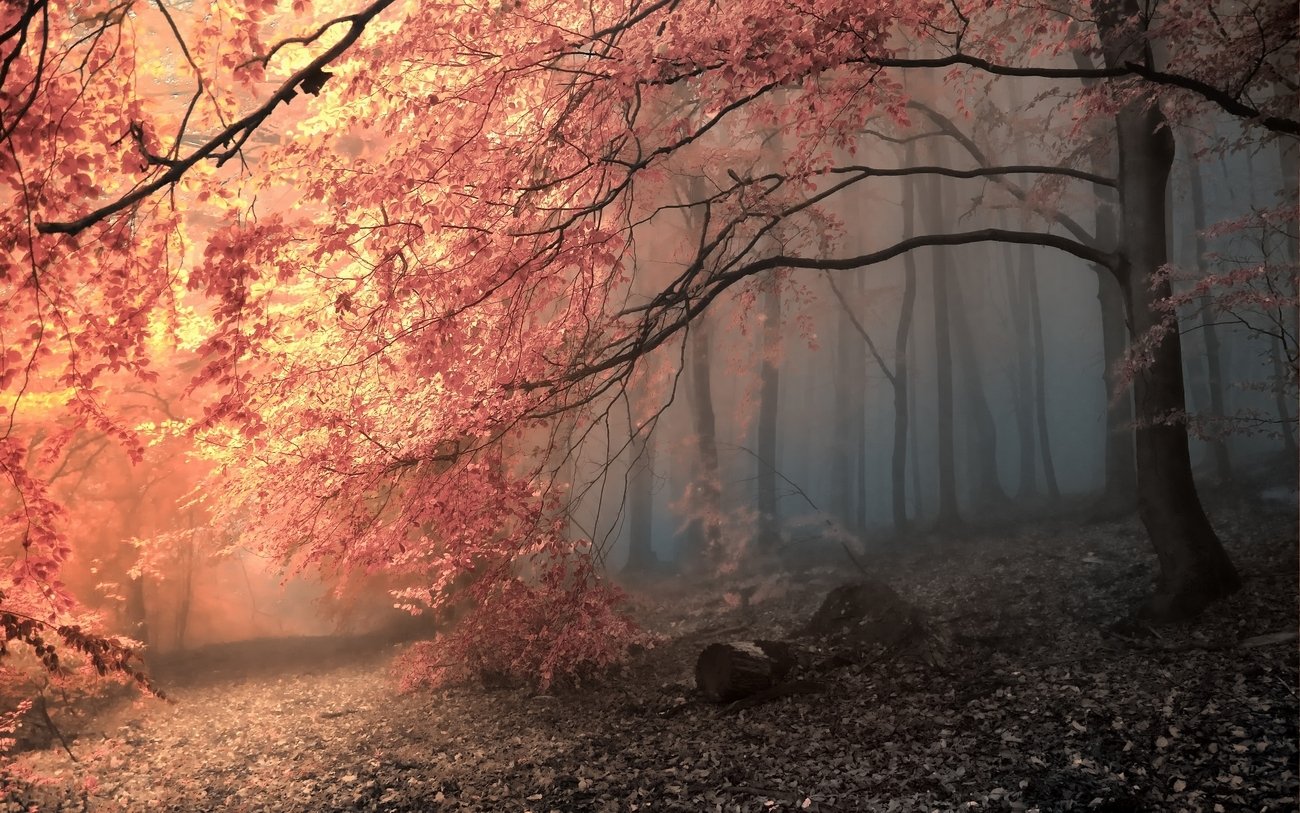Misty forest with sun filtering through pink-leaved trees, a leaf-strewn path winding through a tranquil nature scene.