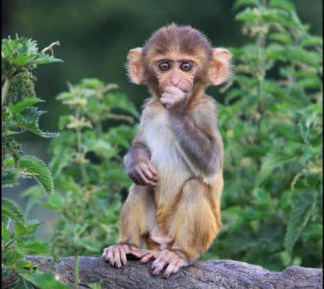 Baby Rhesus Macaque Sucking His Thumb