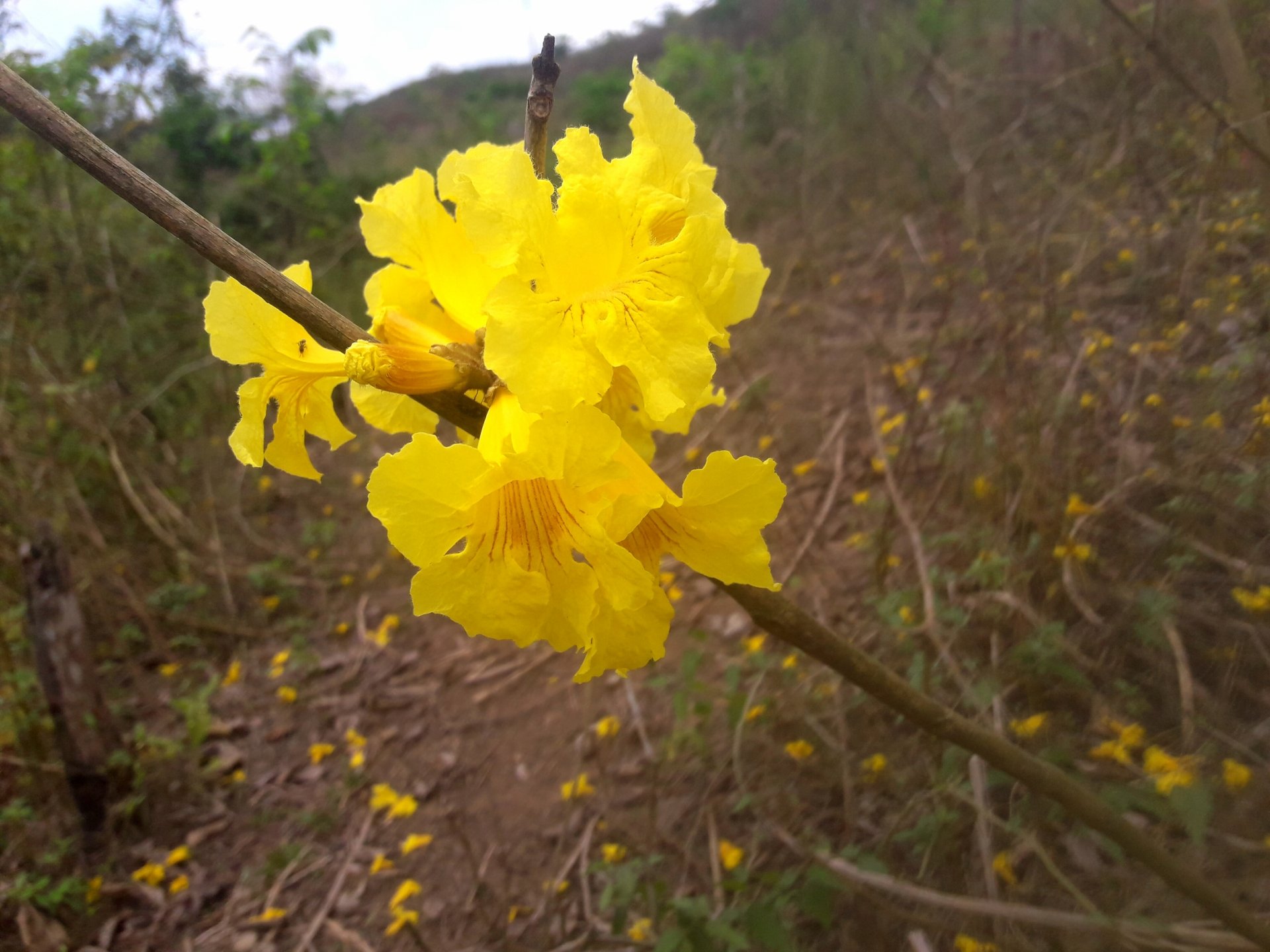  Flor