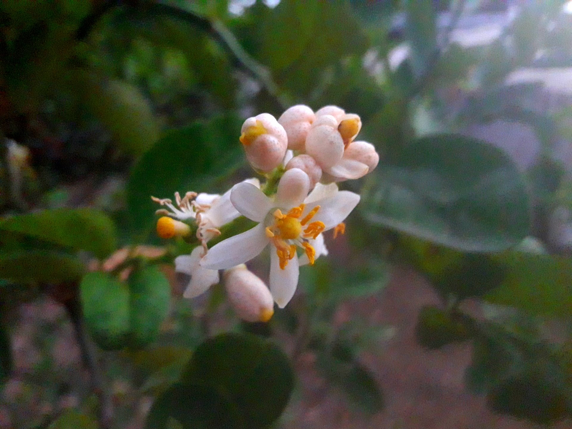  Limón 🍋😃