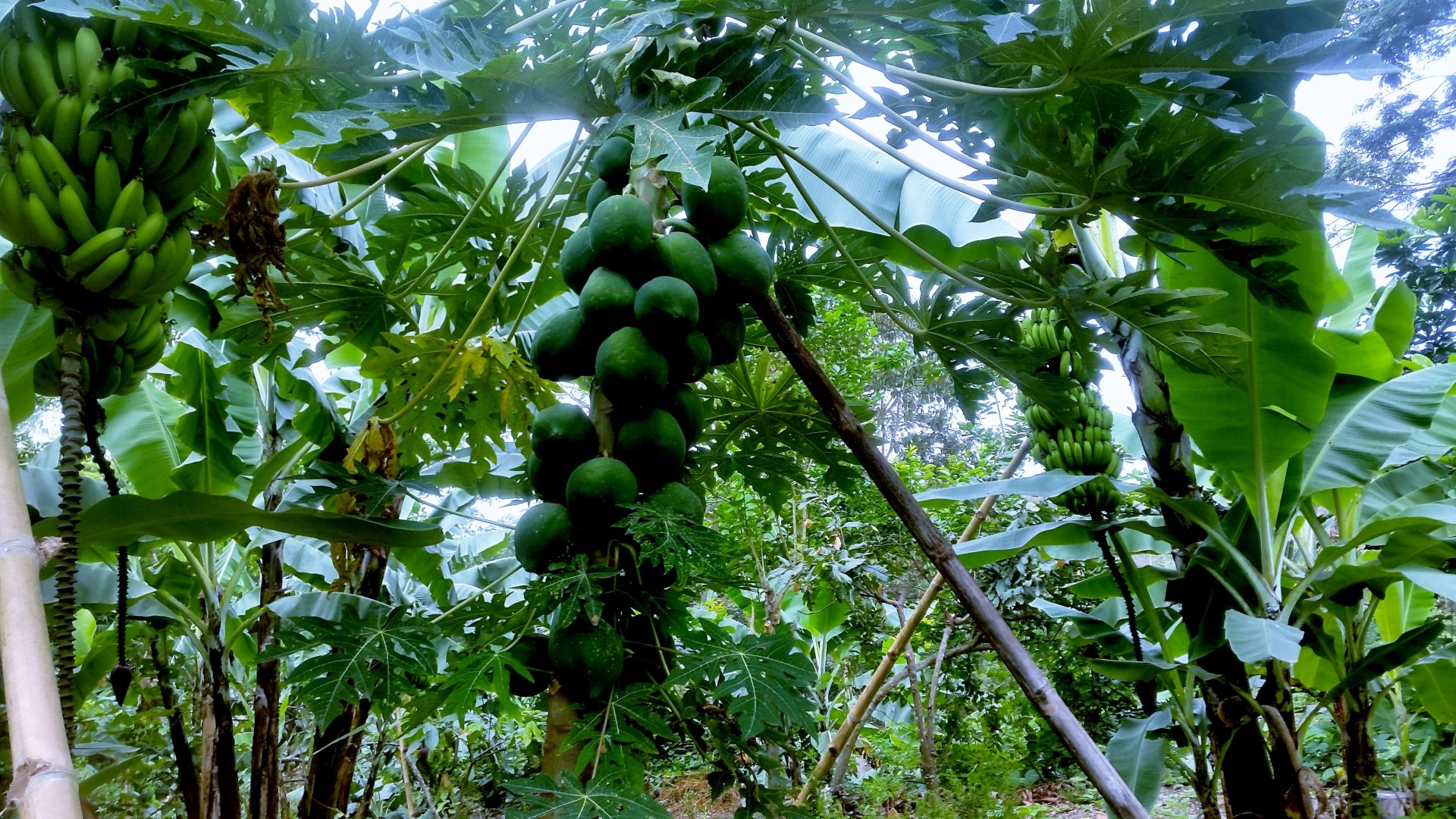 Papayas Desktop Wallpapers, Phone Wallpaper, PFP, Gifs, and More!