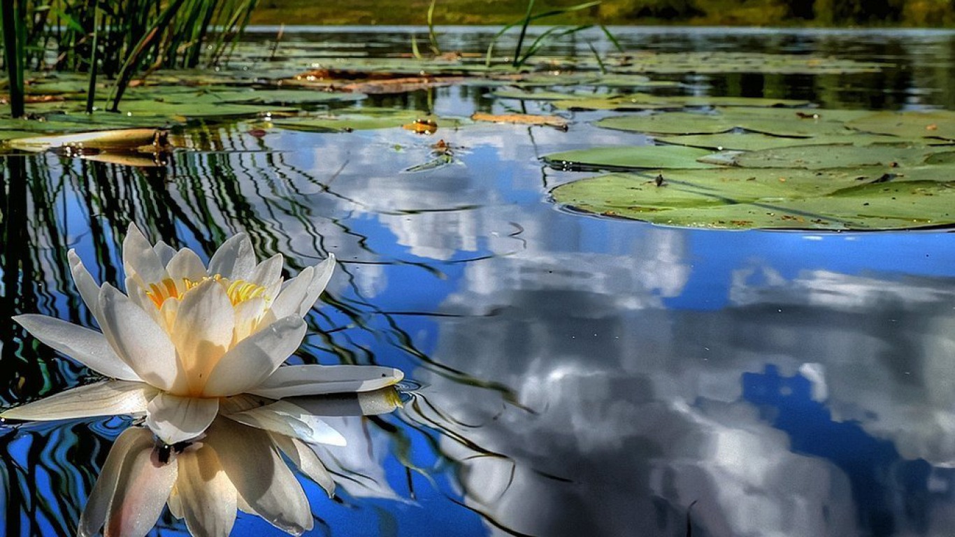 water lily Picture