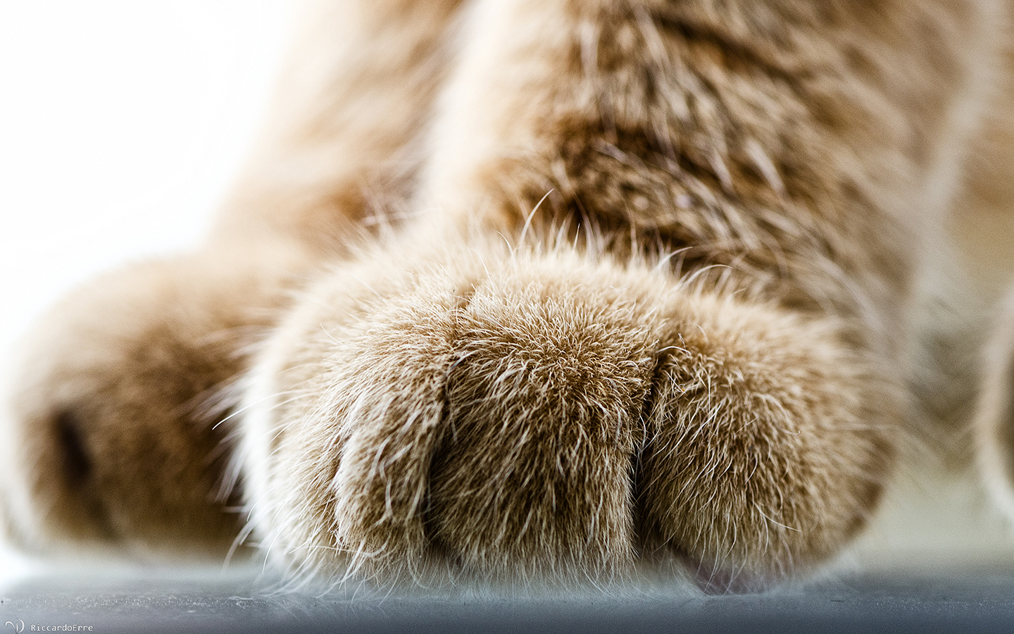 Paw - Image Abyss