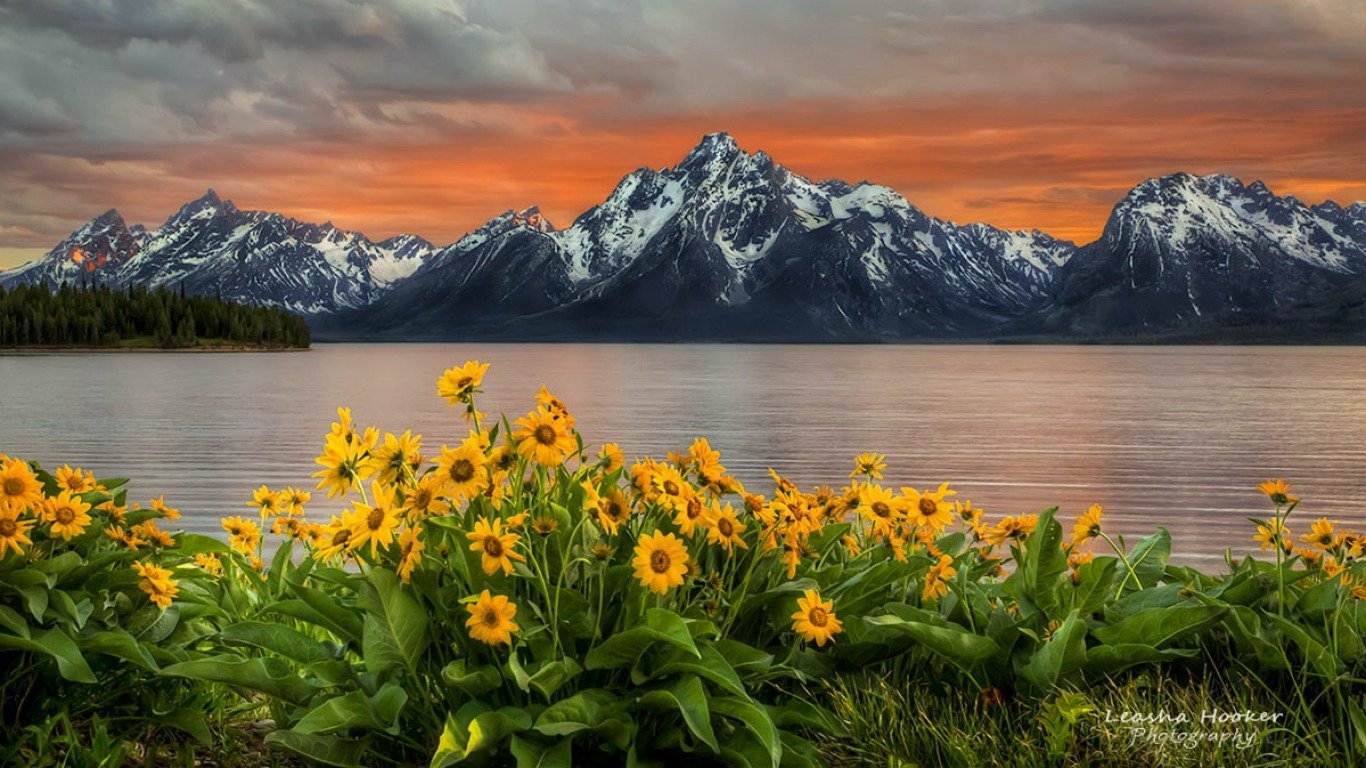 Vibrant yellow flowers bloom in the foreground, framing a serene lake with majestic snow-capped peaks at Grand Teton National Park under a dramatic sunset sky.