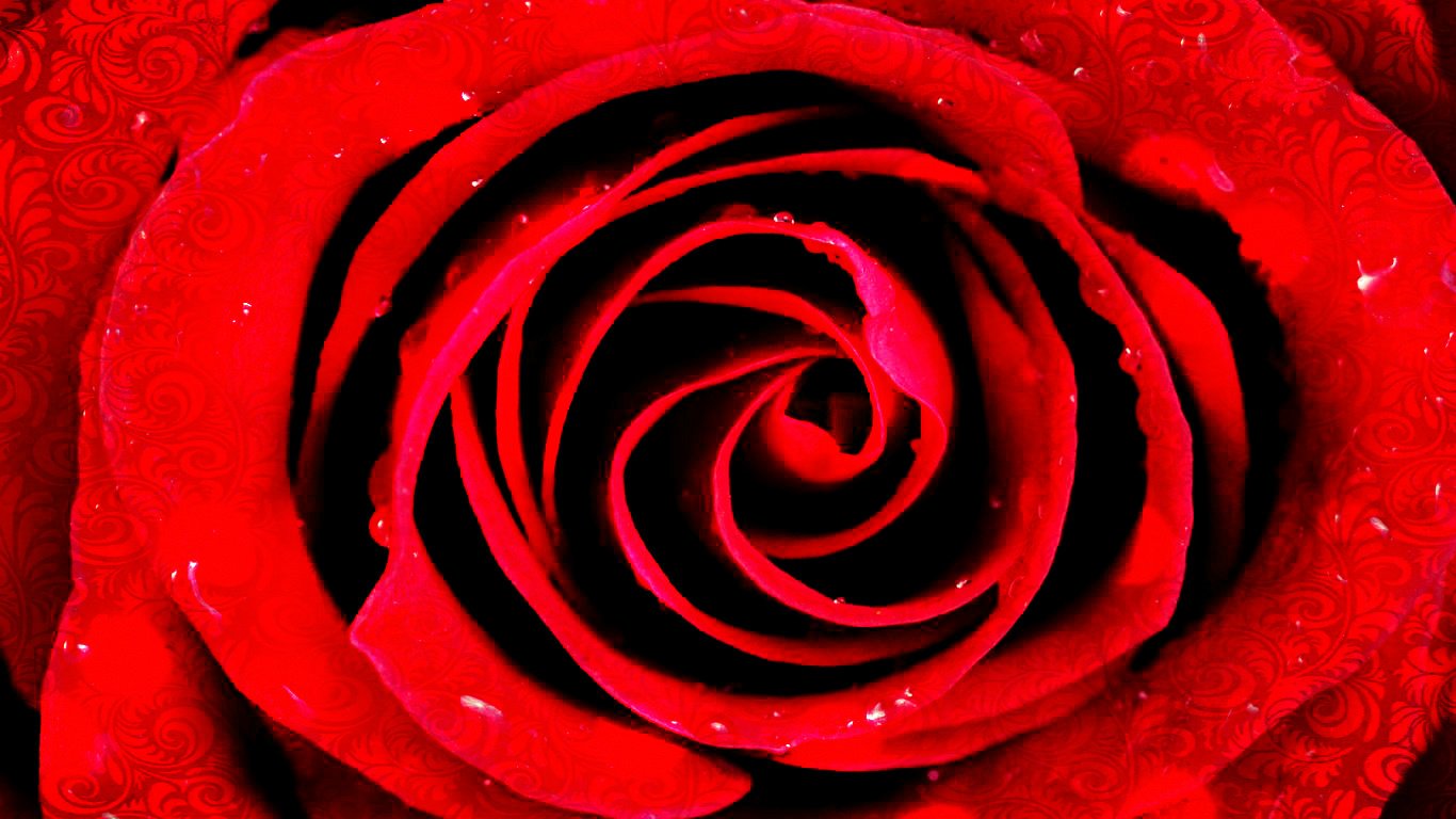  Wet Rose