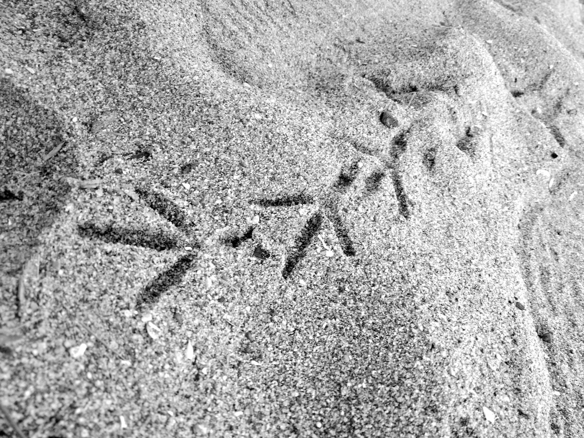 Trace - Desktop Wallpapers, Phone Wallpaper, PFP, Gifs, and More!