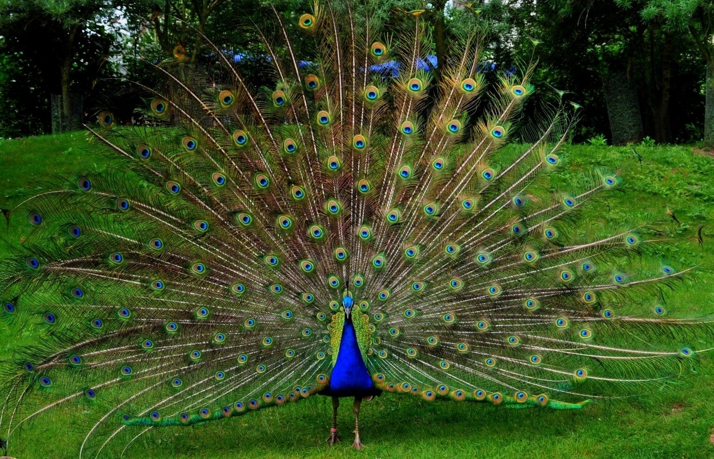 A vibrant peacock displays its stunning plumage, with iridescent feathers spread wide against a lush green backdrop.