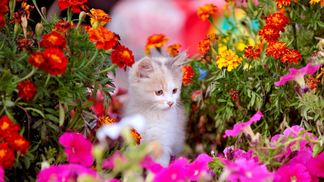 A playful kitten explores a vibrant garden filled with marigolds and colorful spring flowers, embodying the beauty of nature and animal companionship.