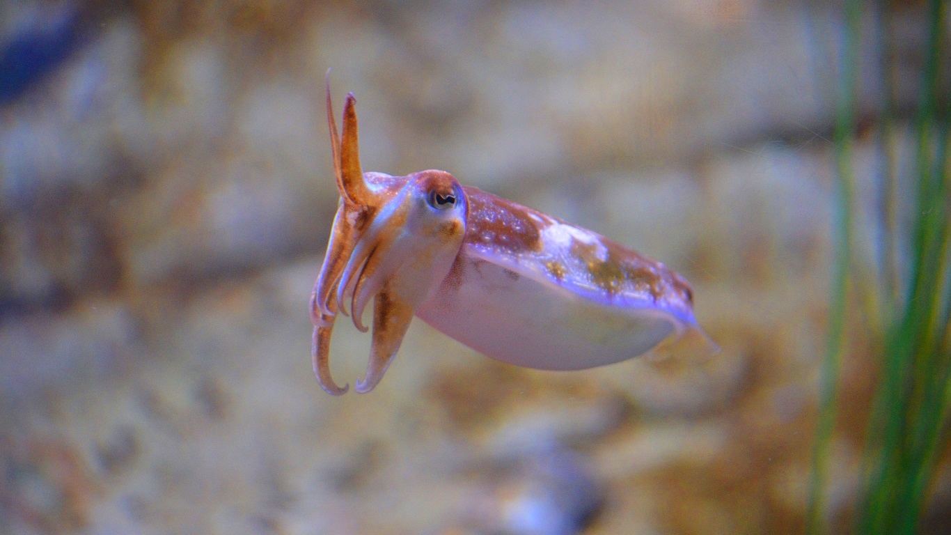 Cuttlefish are marine animals of the order Sepiida by lonewolf6738