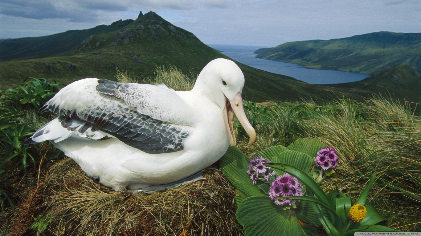 albatross Picture