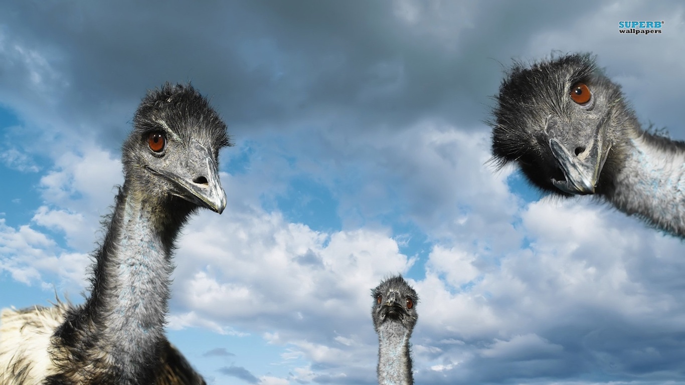 emu Picture
