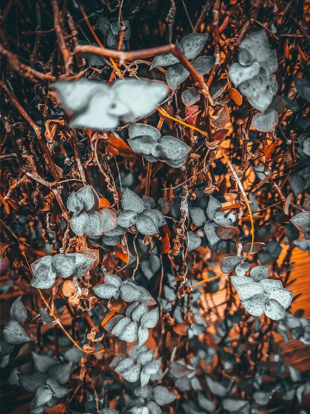 orange (Color) decoration no person garden plant Image