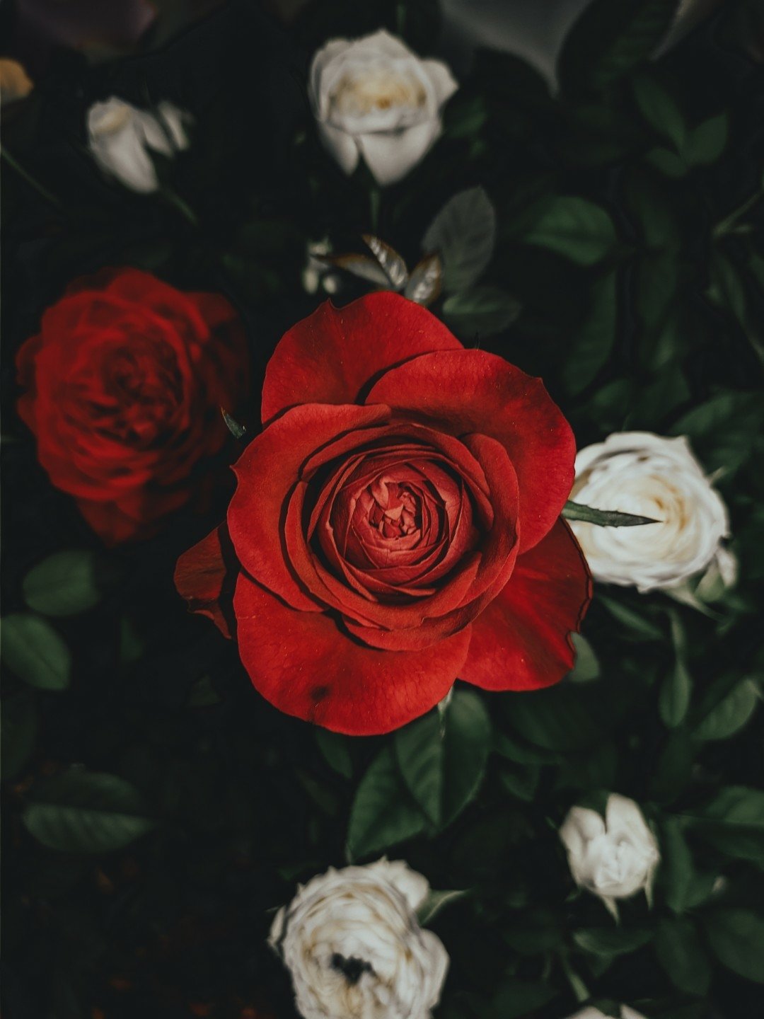 white red blur rose flower Image