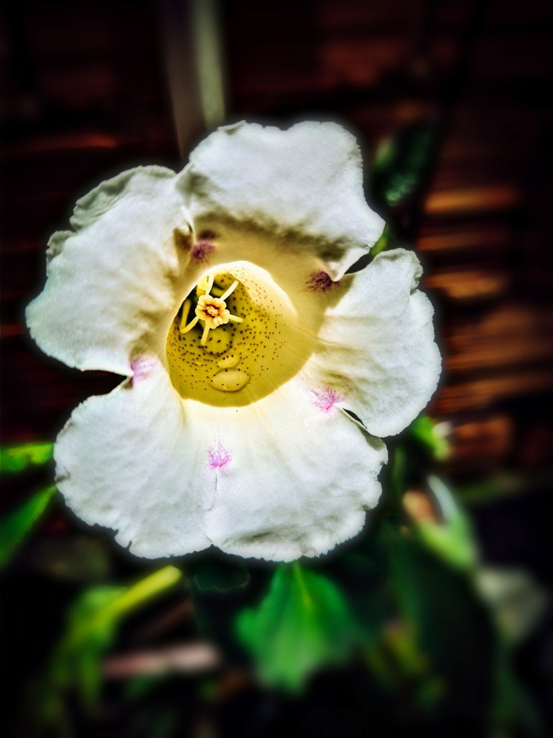 blur nature plant flower Image