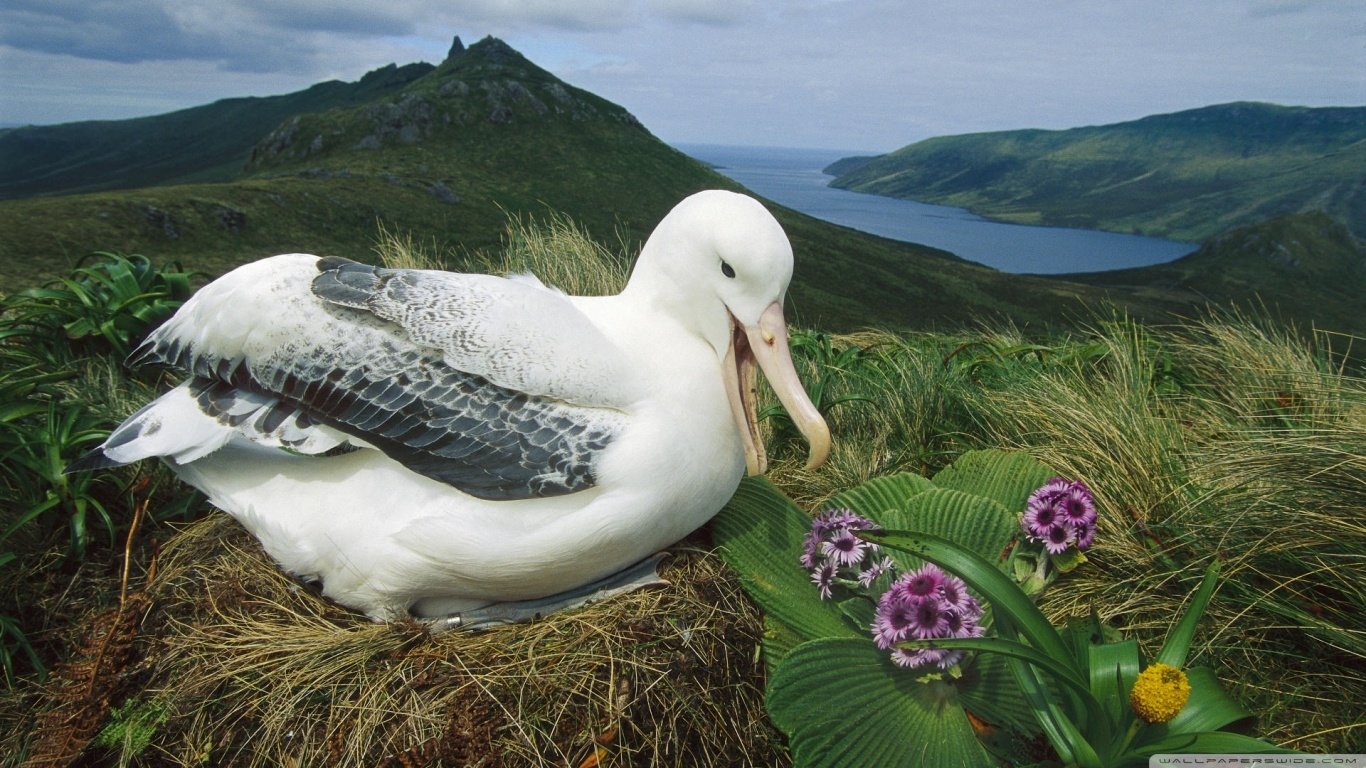 Animal albatross Image