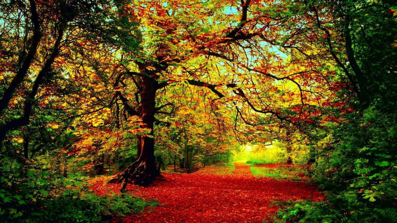 Vibrant fall foliage fills the forest, with golden and crimson leaves blanketing the ground, creating a serene pathway through nature's colorful tapestry.