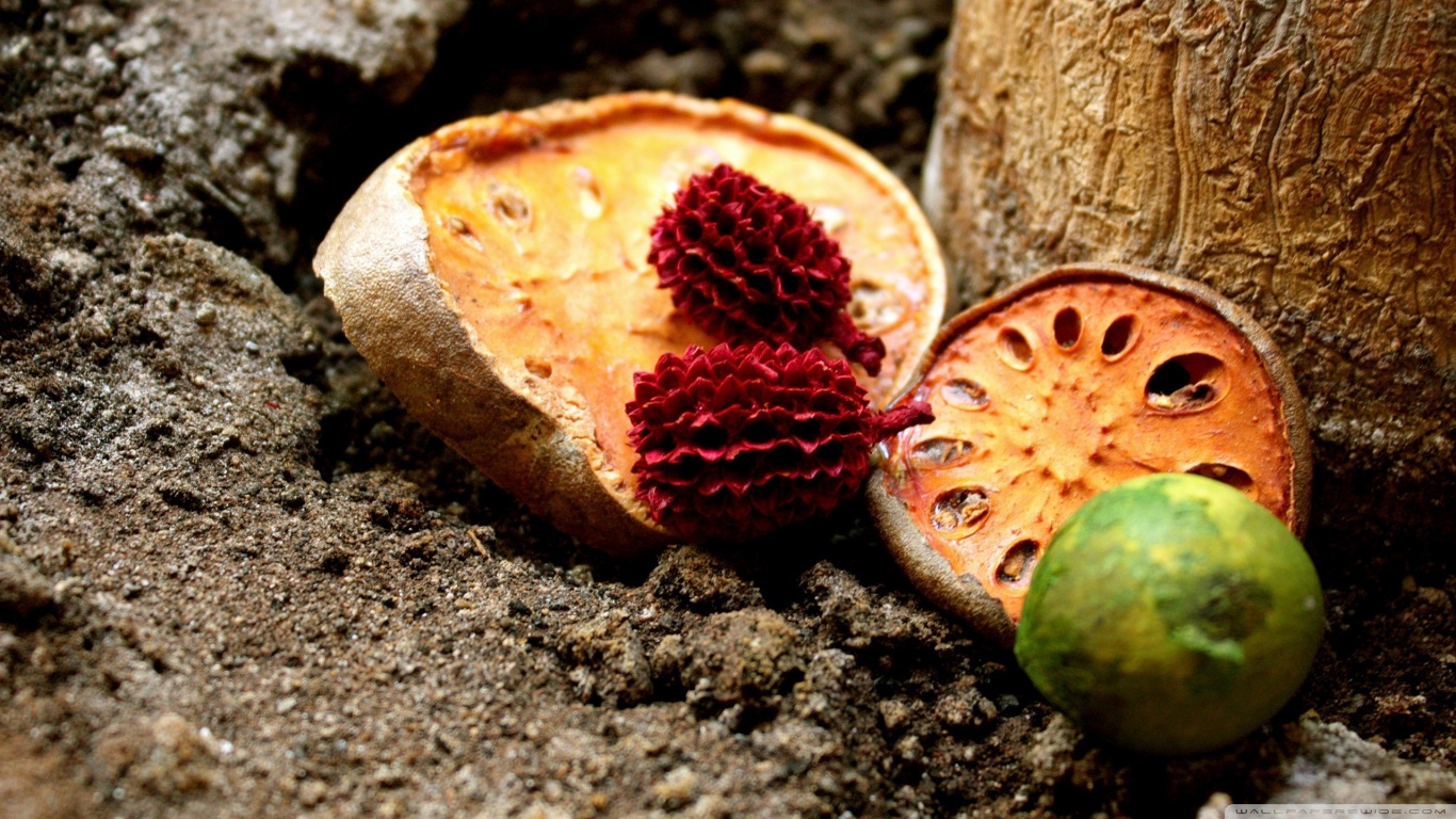 dried fruit Picture