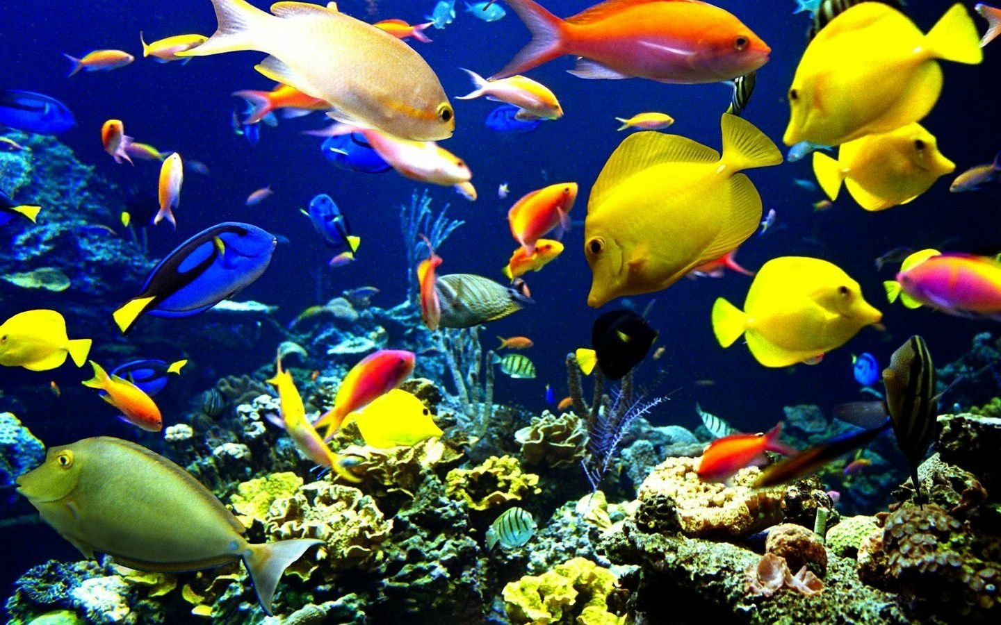 A vibrant underwater scene filled with various species of colorful fish swimming among coral reefs. The image showcases the beauty of aquatic life in a lively marine environment.
