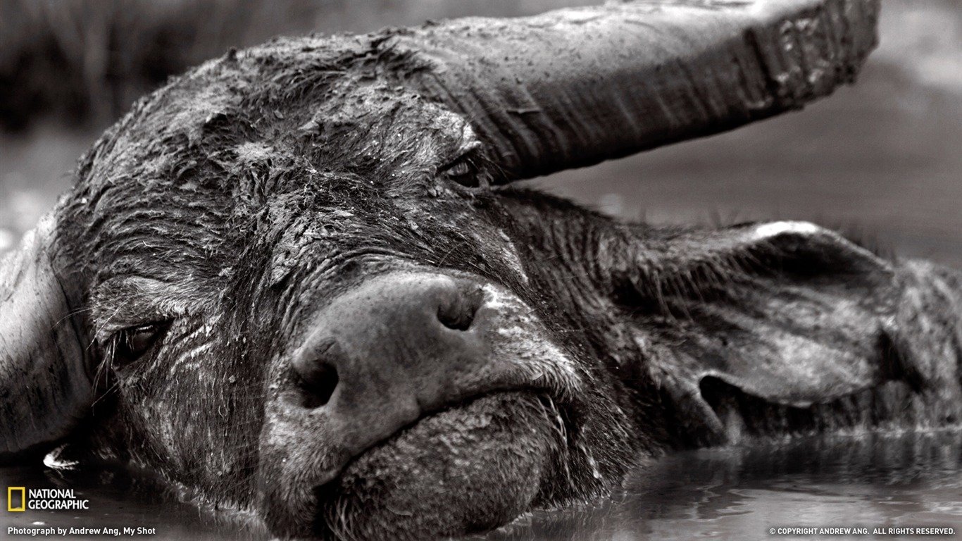 Animal water buffalo Image