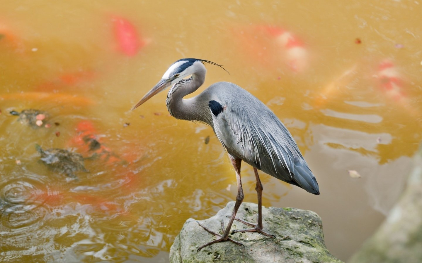 A heron stands on a rock by the water’s edge, surrounded by a few colorful fish swimming nearby.