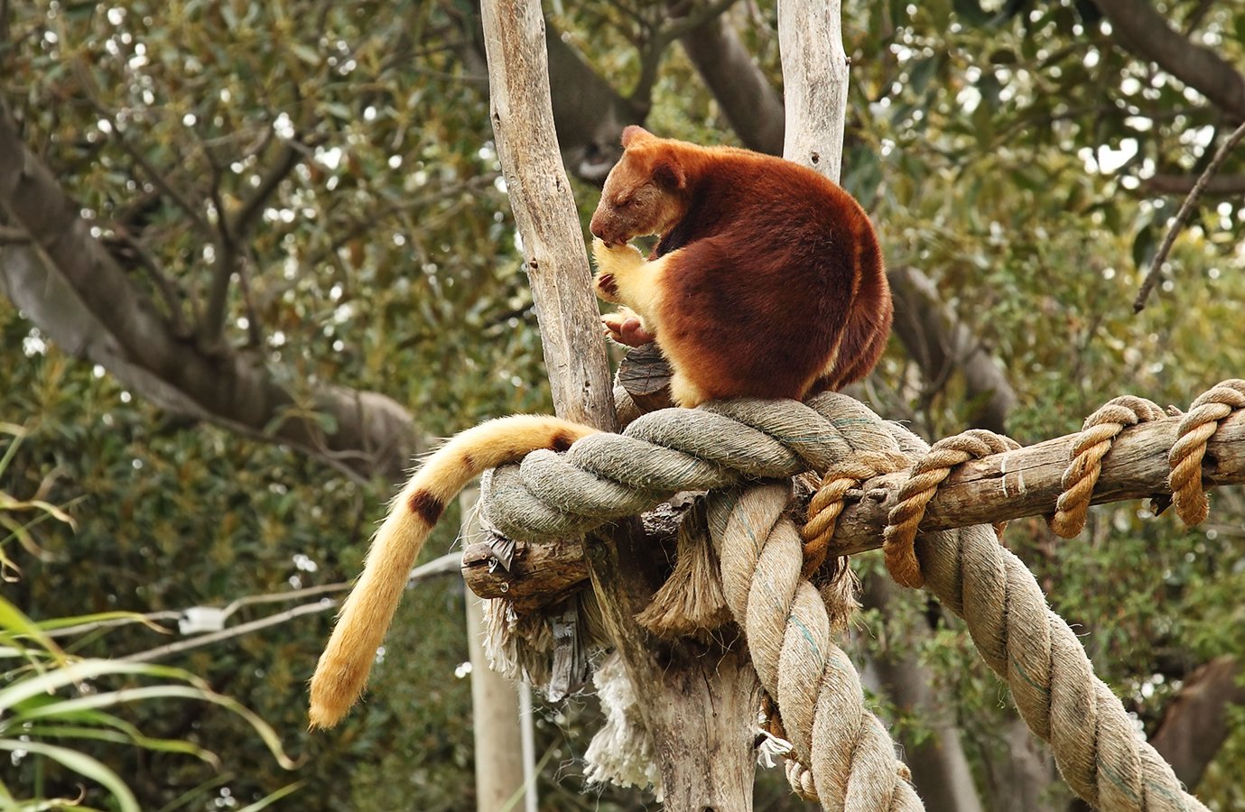 Goodfellow's tree-kangaroo, a reddish-brown tree kangaroo/kangaroo-like animal, perches on a thick rope platform amid leafy trees, tail curled as it grips the rope.