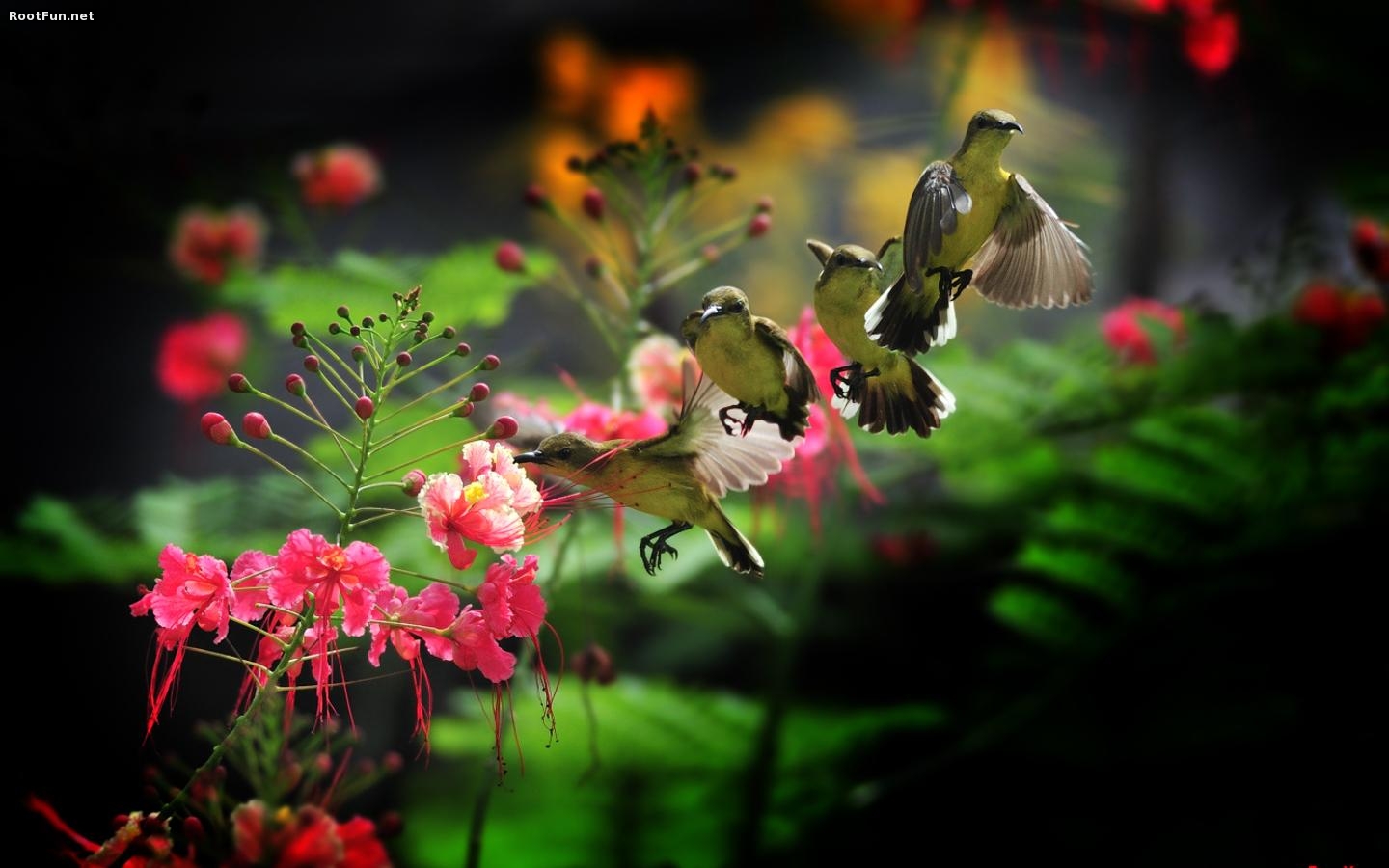 Hummingbird Picture