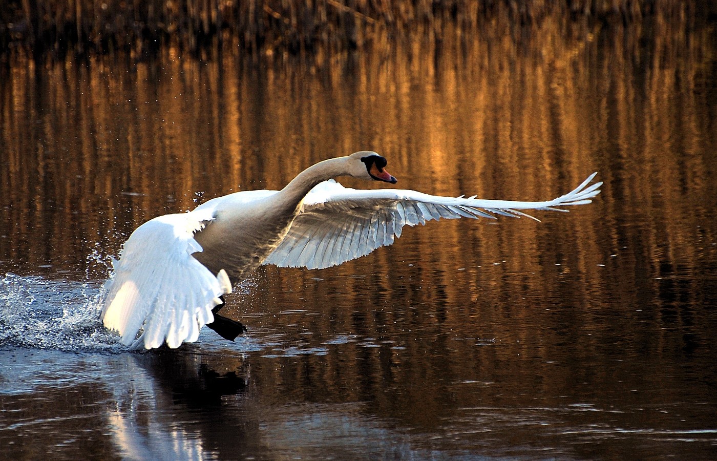 Mute swan Picture