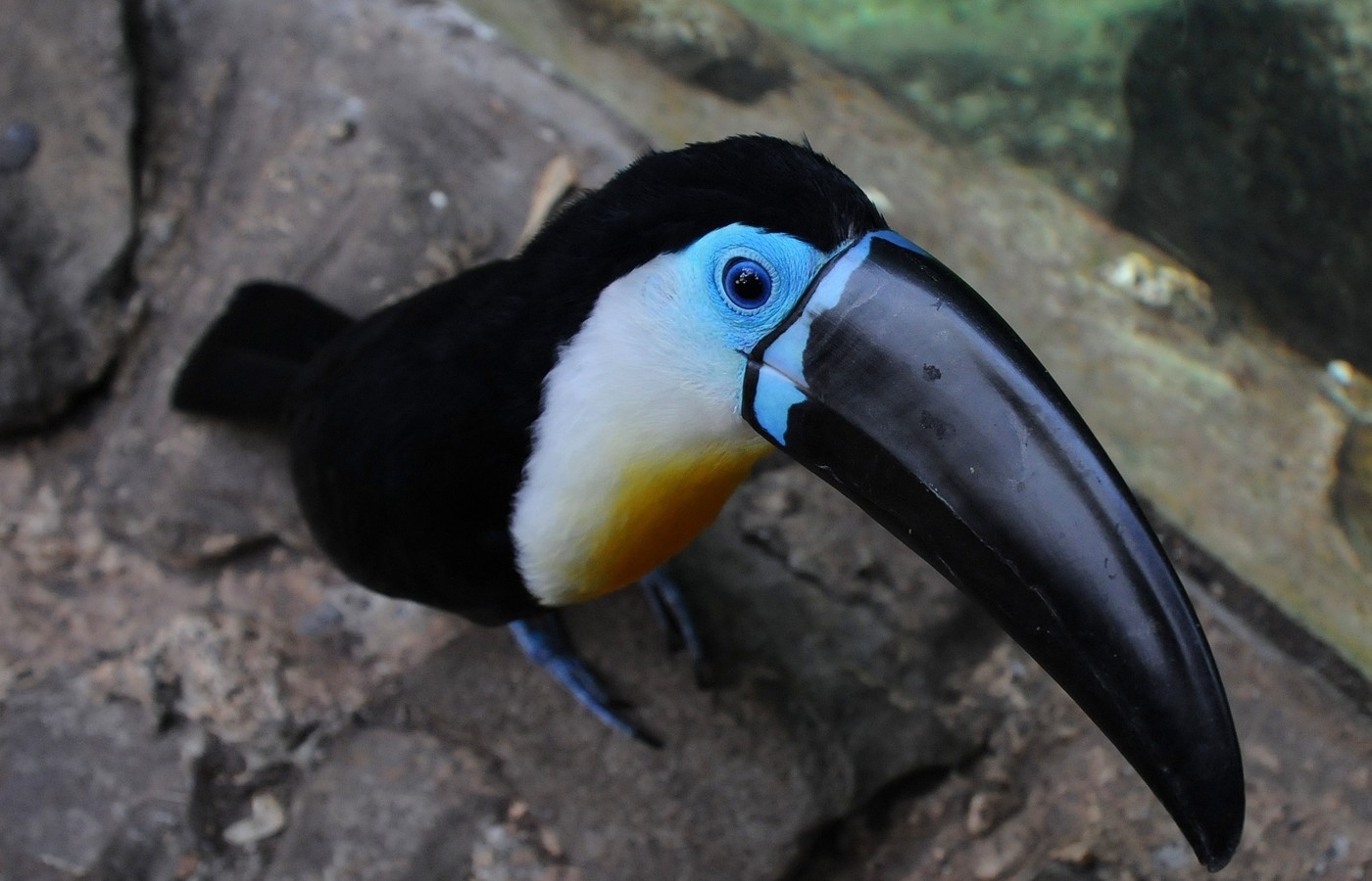 Channel-billed toucan Picture