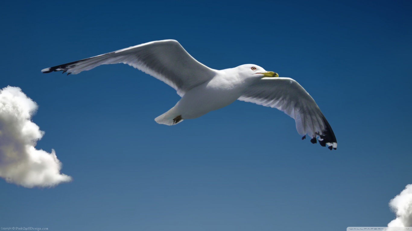 Seagull Picture
