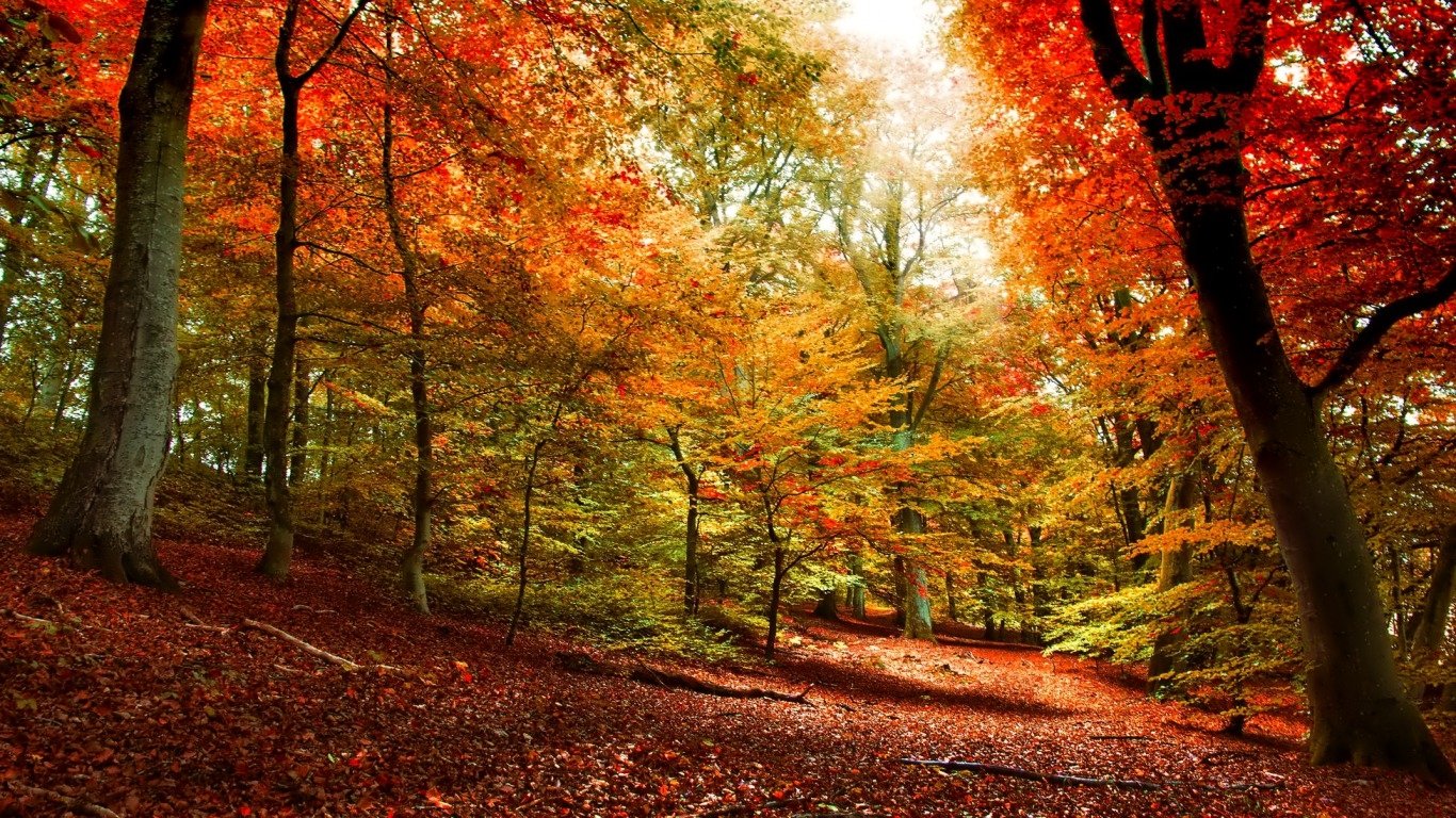 A vibrant fall forest scene, showcasing trees adorned with brilliant orange and yellow leaves, creating a warm, inviting atmosphere amidst nature's beauty.