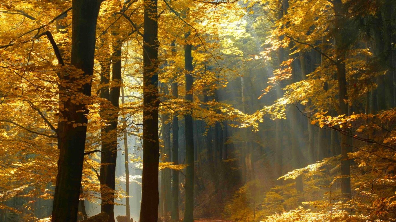 A serene forest scene in autumn, featuring vibrant golden leaves and sunlight filtering through tall trees, creating a tranquil atmosphere in nature.
