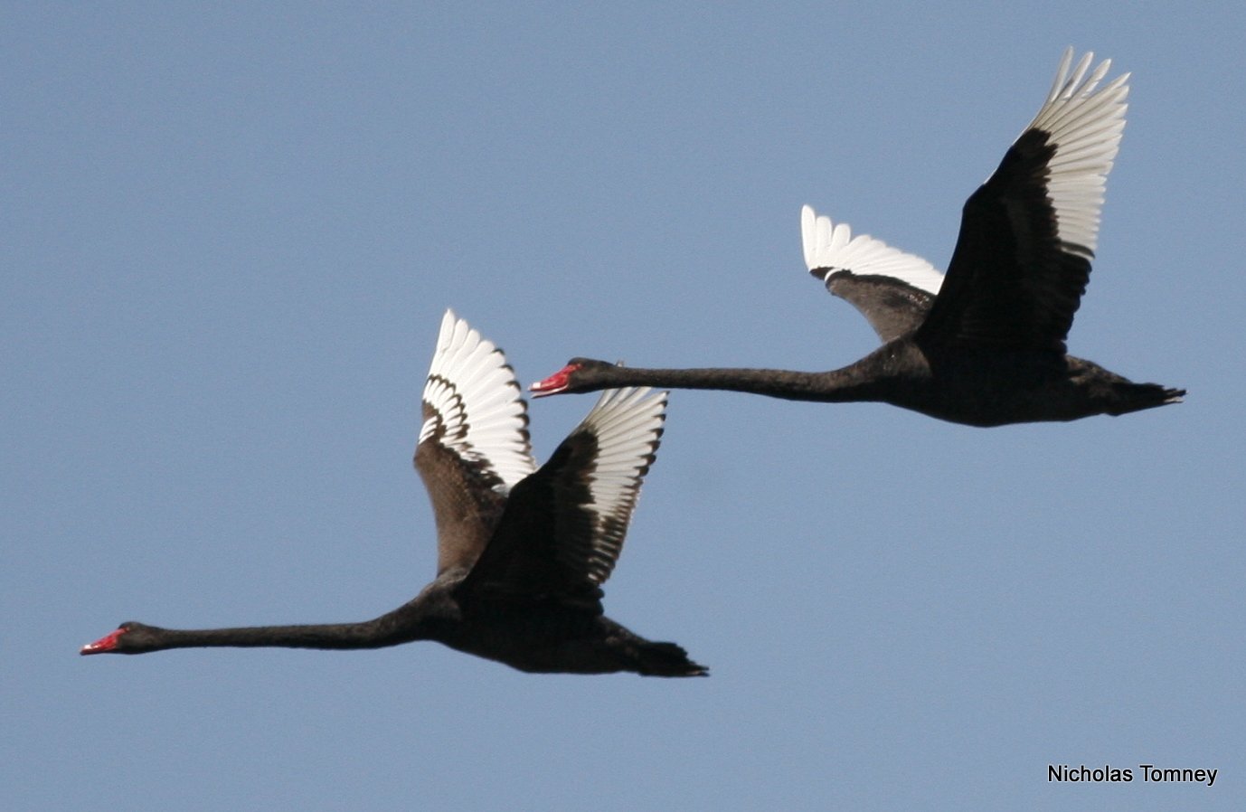 Two black swans with outstretched wings fly gracefully against a clear blue sky.