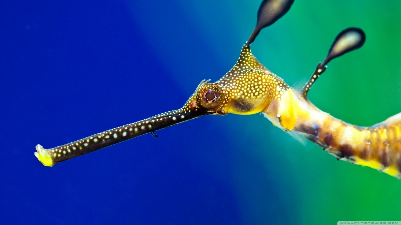 seahorse Animal leafy seadragon Image