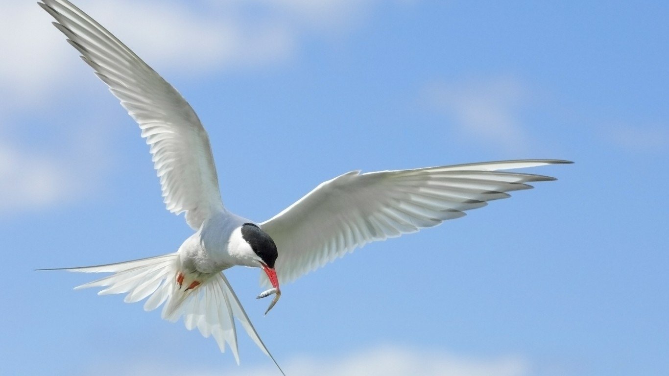 An Arctic Tern bird hovers mid-air against a blue sky, holding a small fish in its beak.