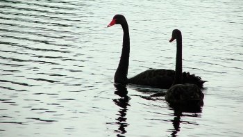 Preview Image 564568