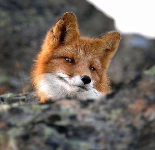 A close-up portrait of a fox emerging from behind a rock, showcasing its striking reddish-brown fur and inquisitive expression, set against a natural wildlife backdrop.