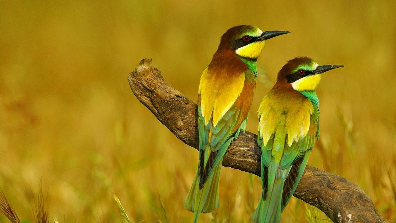 Two colorful bee-eaters perched on a branch, surrounded by golden grass. Their vibrant feathers showcase shades of yellow, green, and blue.