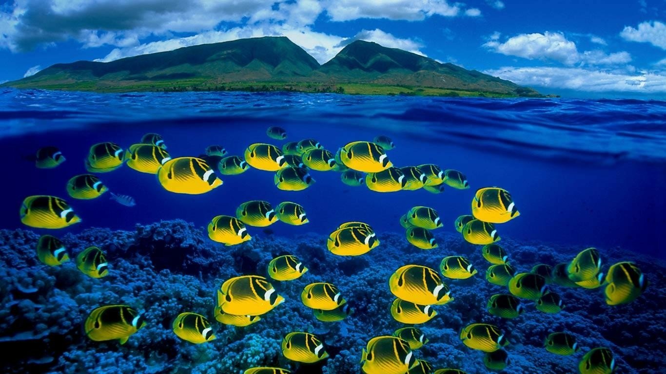 School of yellow butterflyfish swimming above a coral reef in clear blue water, with a green island and clouds on the horizon.