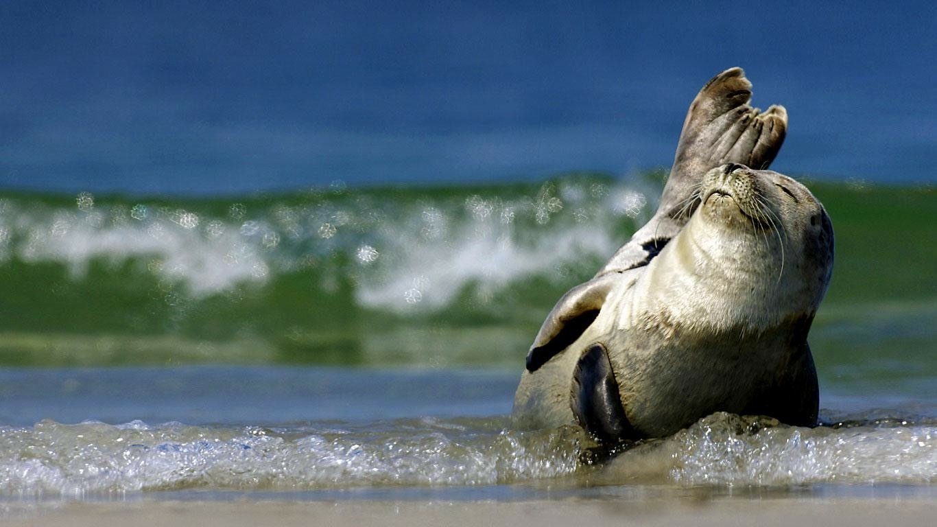 Animal seal Image