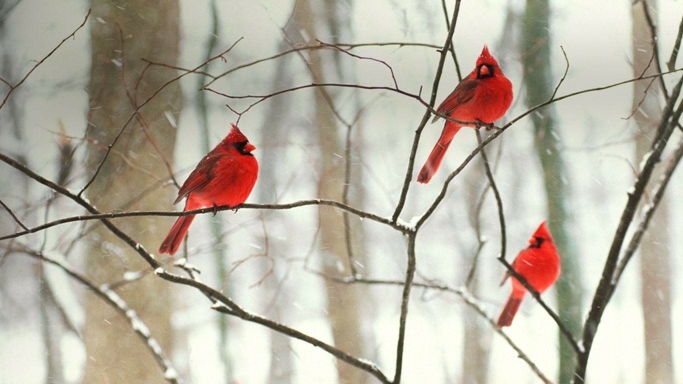 Animal cardinal Image