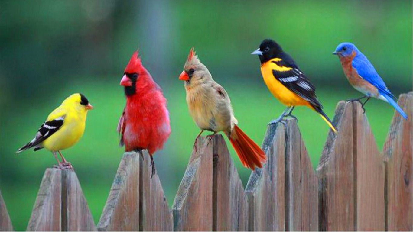 Chào mừng đến với thế giới đầy màu sắc của các loài Chim! Tình yêu và sự trung thành của chúng đến từ trái tim sẽ khiến bạn đắm mình trong hình ảnh của chúng. Thưởng thức chúng sẽ mang lại cảm giác yêu đời và thú vị cho mọi người.