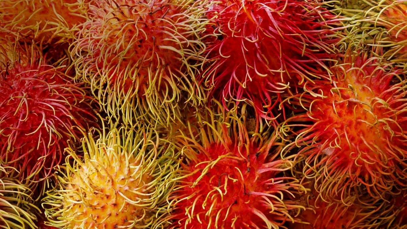 food Rambutan Image