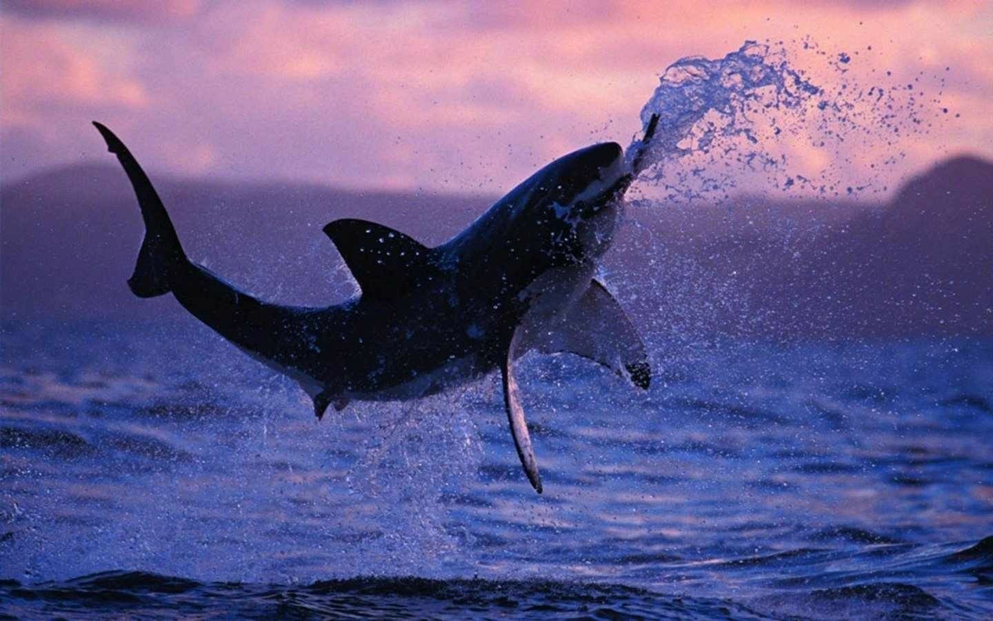 A great white shark leaps from the water, creating splashes against a backdrop of colorful twilight skies. The image captures the power and grace of this remarkable fish.