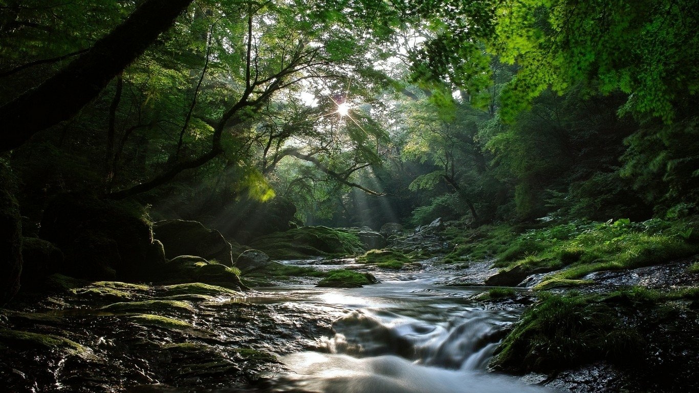 A serene forest landscape featuring lush green trees surrounding a gently flowing stream, illuminated by soft sunlight filtering through the foliage.